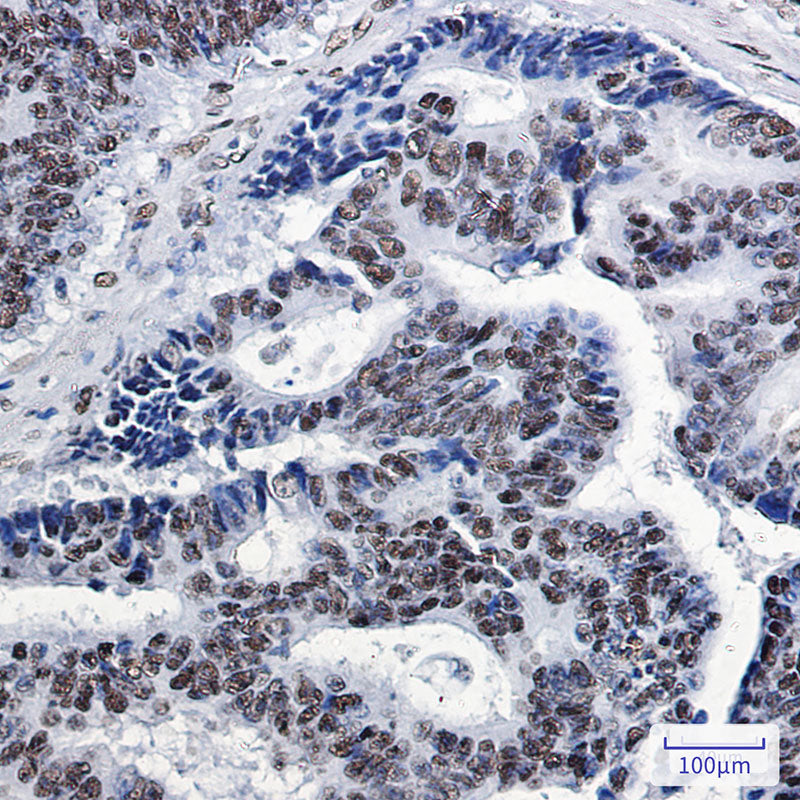 SP1 Rabbit Monoclonal Antibody