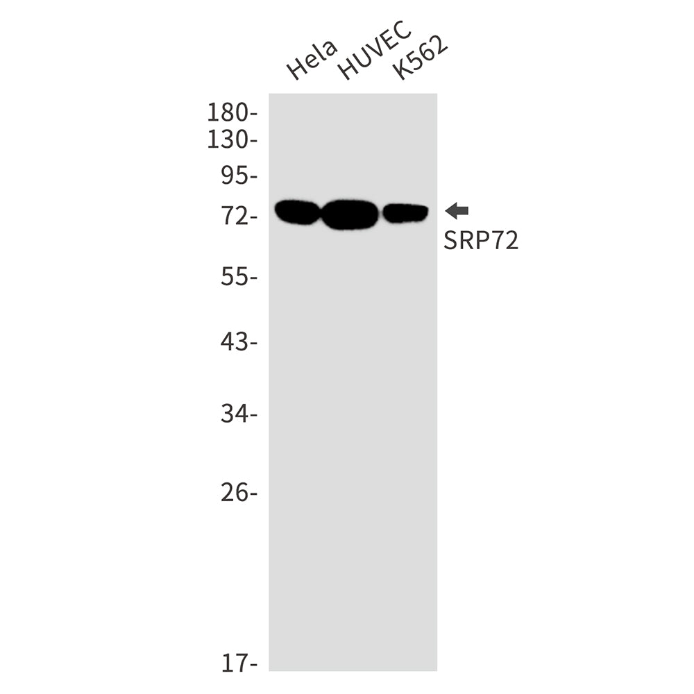 SRP72 Rabbit Monoclonal Antibody