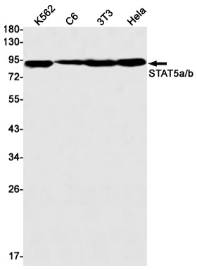 STAT5 Rabbit Monoclonal Antibody