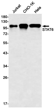 STAT6 Rabbit Monoclonal Antibody