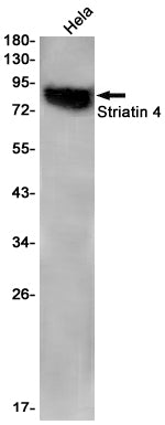 Striatin 4 Rabbit Monoclonal Antibody