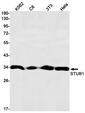 STUB1 Rabbit Monoclonal Antibody