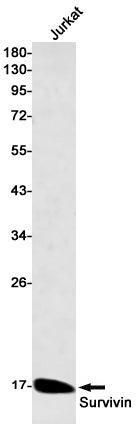 Survivin Rabbit Monoclonal Antibody