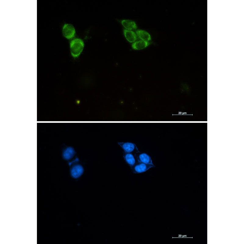 Phospho-Tau (Thr50) Rabbit Monoclonal Antibody