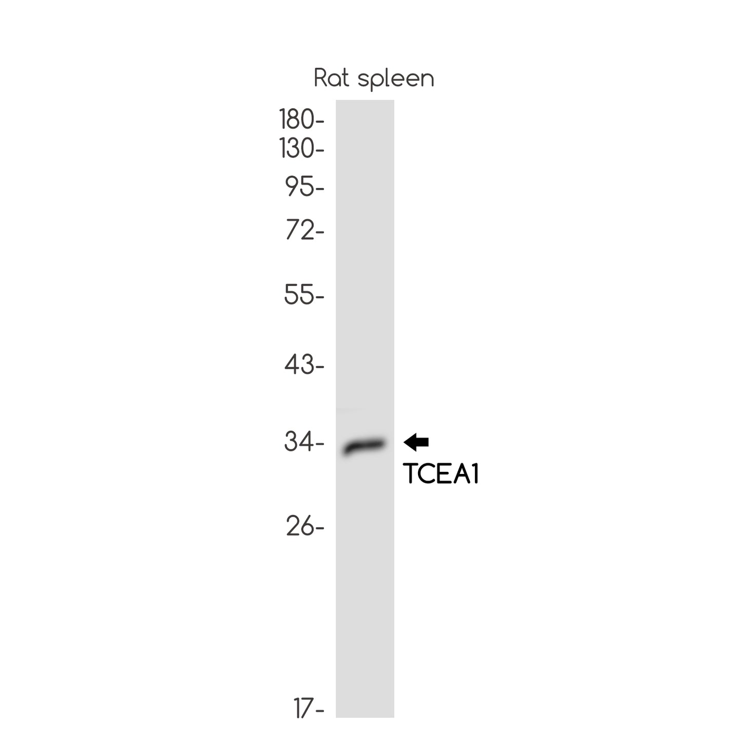 TCEA1 Rabbit Monoclonal Antibody