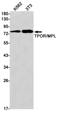 Thrombopoietin Receptor Rabbit Monoclonal Antibody
