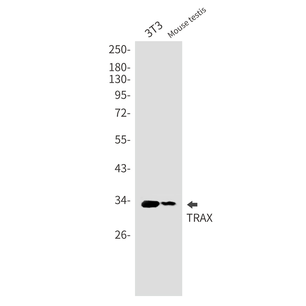 Translin Associated Protein X Rabbit Monoclonal Antibody