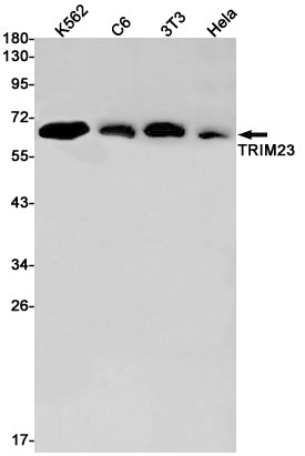 TRIM23 Rabbit Monoclonal Antibody
