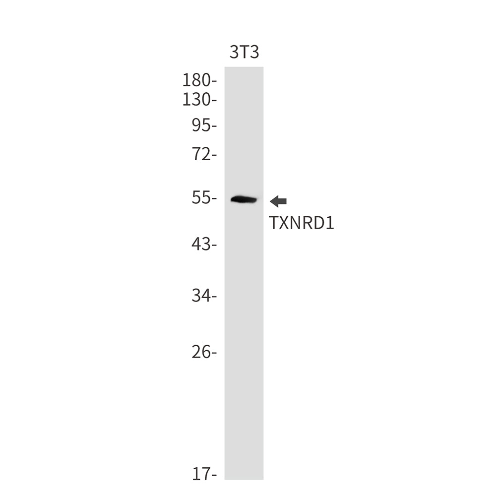 Thioredoxin Reductase 1 Rabbit Monoclonal Antibody