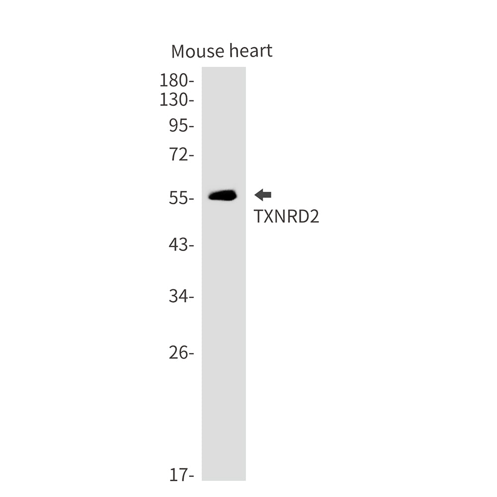 Thioredoxin Reductase 2 Rabbit Monoclonal Antibody