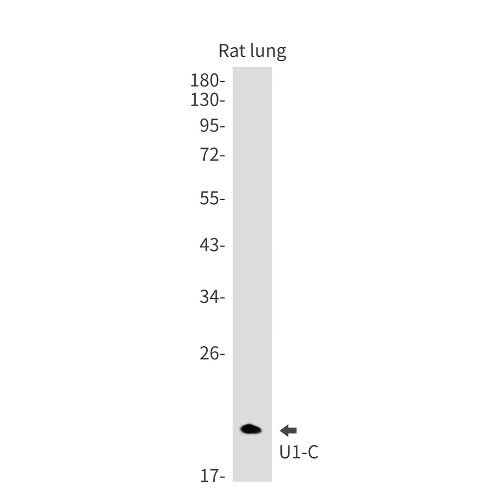 U1C Rabbit Monoclonal Antibody