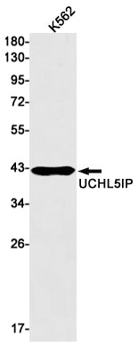 HAUS7 Rabbit Monoclonal Antibody
