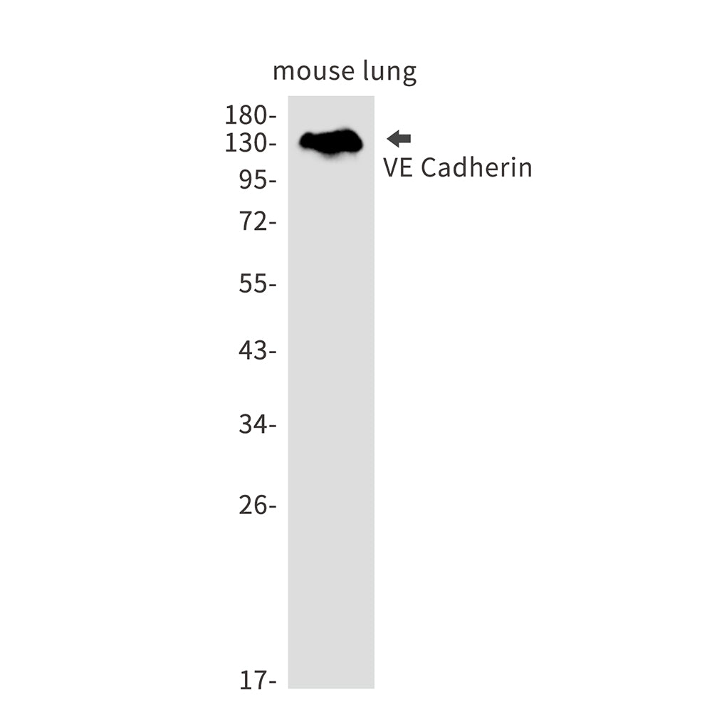 Cadherin 5 Rabbit Monoclonal Antibody