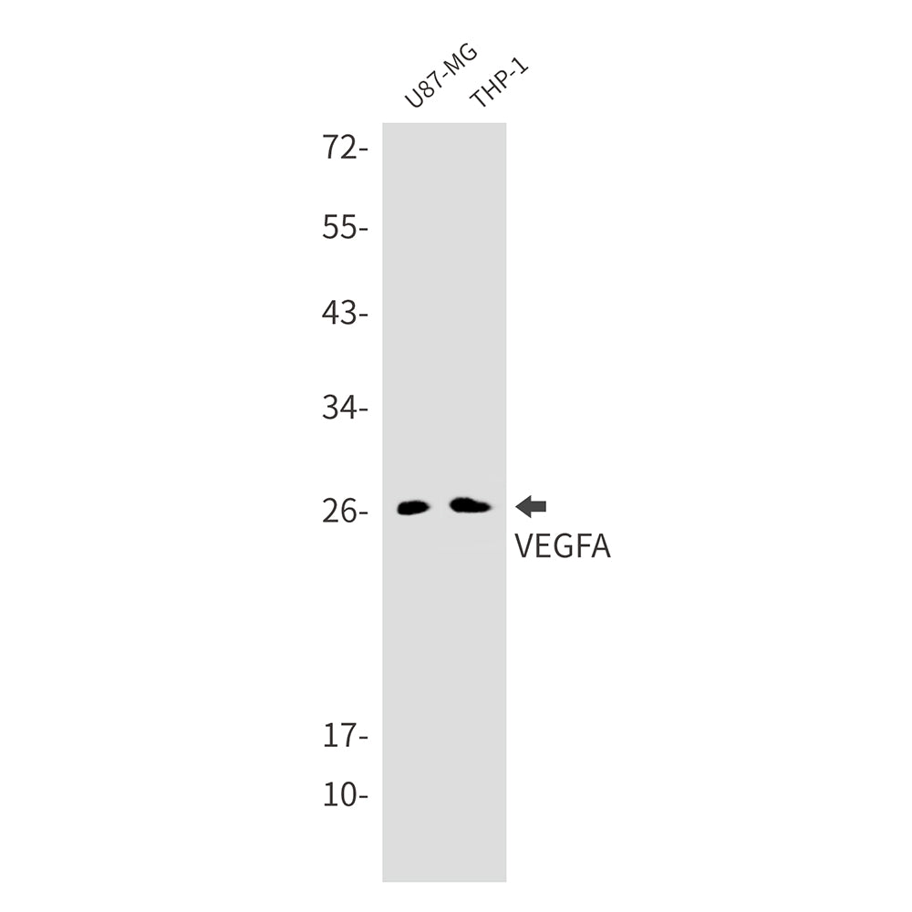 VEGFA Rabbit Monoclonal Antibody