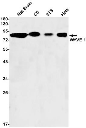 WAVE 1 Rabbit Monoclonal Antibody