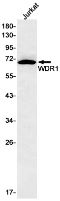 WDR1 Rabbit Monoclonal Antibody