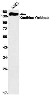 Xanthine Oxidase Rabbit Monoclonal Antibody