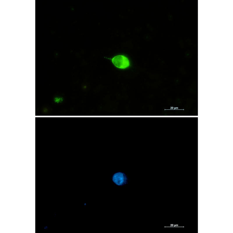 IRF7 Rabbit Monoclonal Antibody