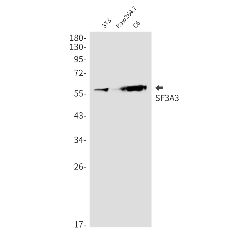 SF3A3 Rabbit Monoclonal Antibody
