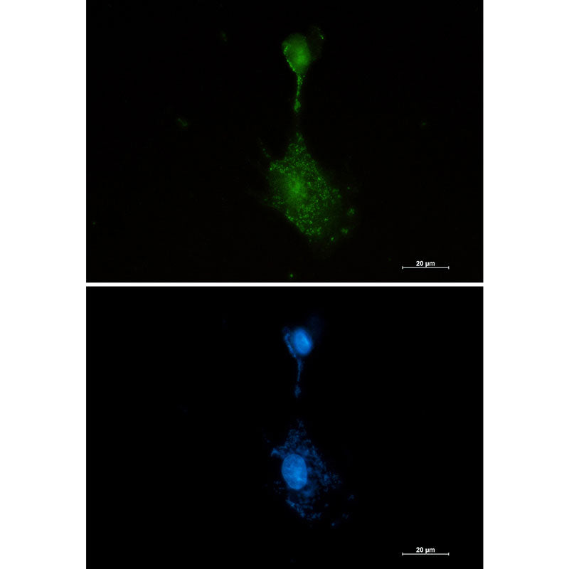 RSK3 Rabbit Monoclonal Antibody
