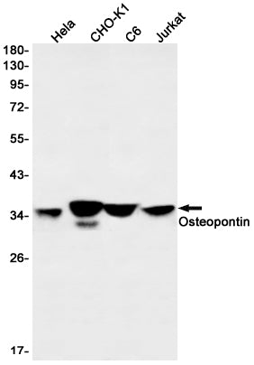 Osteopontin Rabbit Monoclonal Antibody