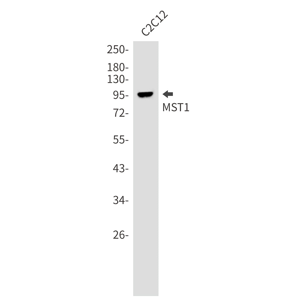 MST1 Rabbit Monoclonal Antibody
