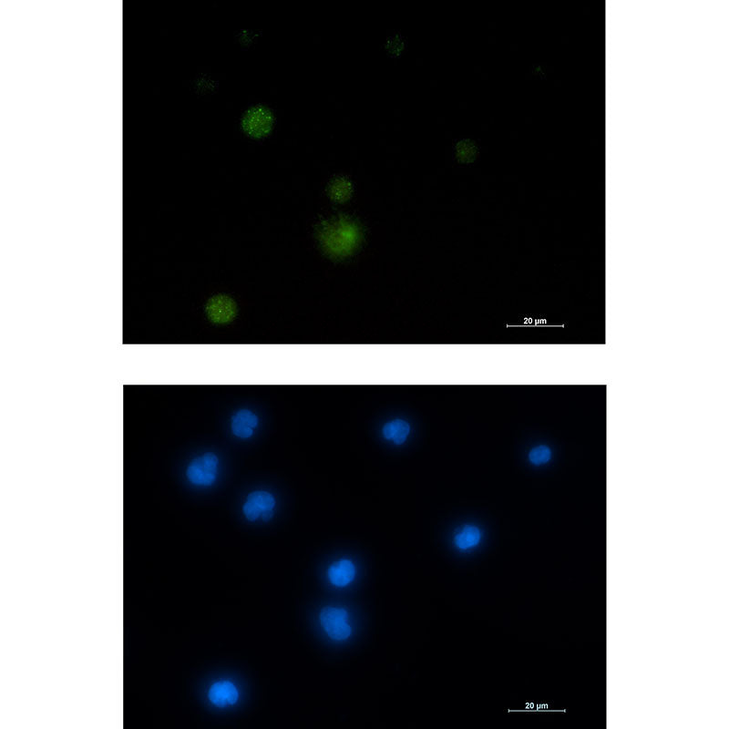 E1B AP5 Rabbit Monoclonal Antibody