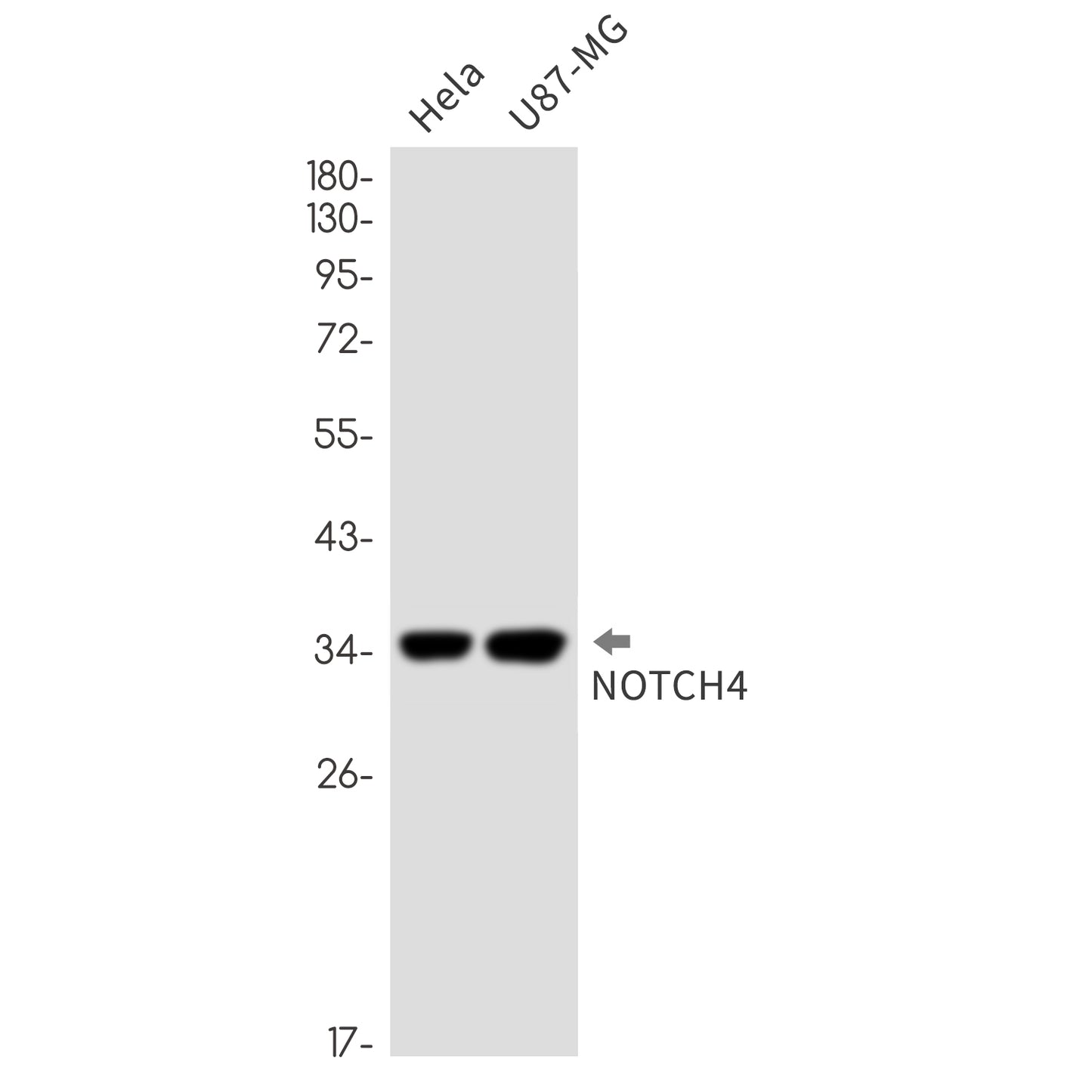 Notch4 Rabbit Monoclonal Antibody