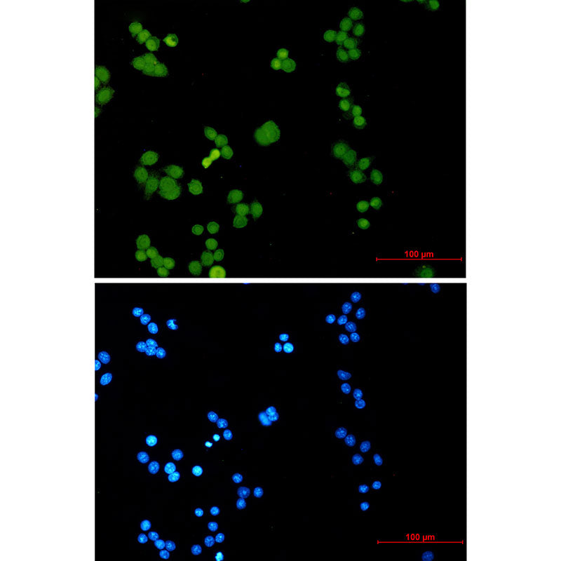 Phospho-MCM2 (Ser27) Rabbit Monoclonal Antibody