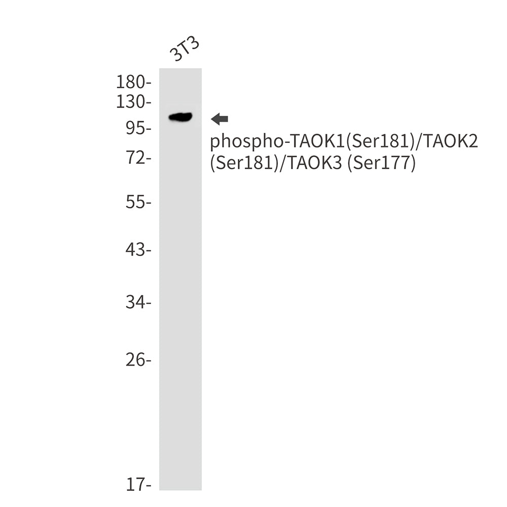 Phospho-TAOK1/2/3 (Ser181/Ser181/Ser177) Rabbit Monoclonal Antibody