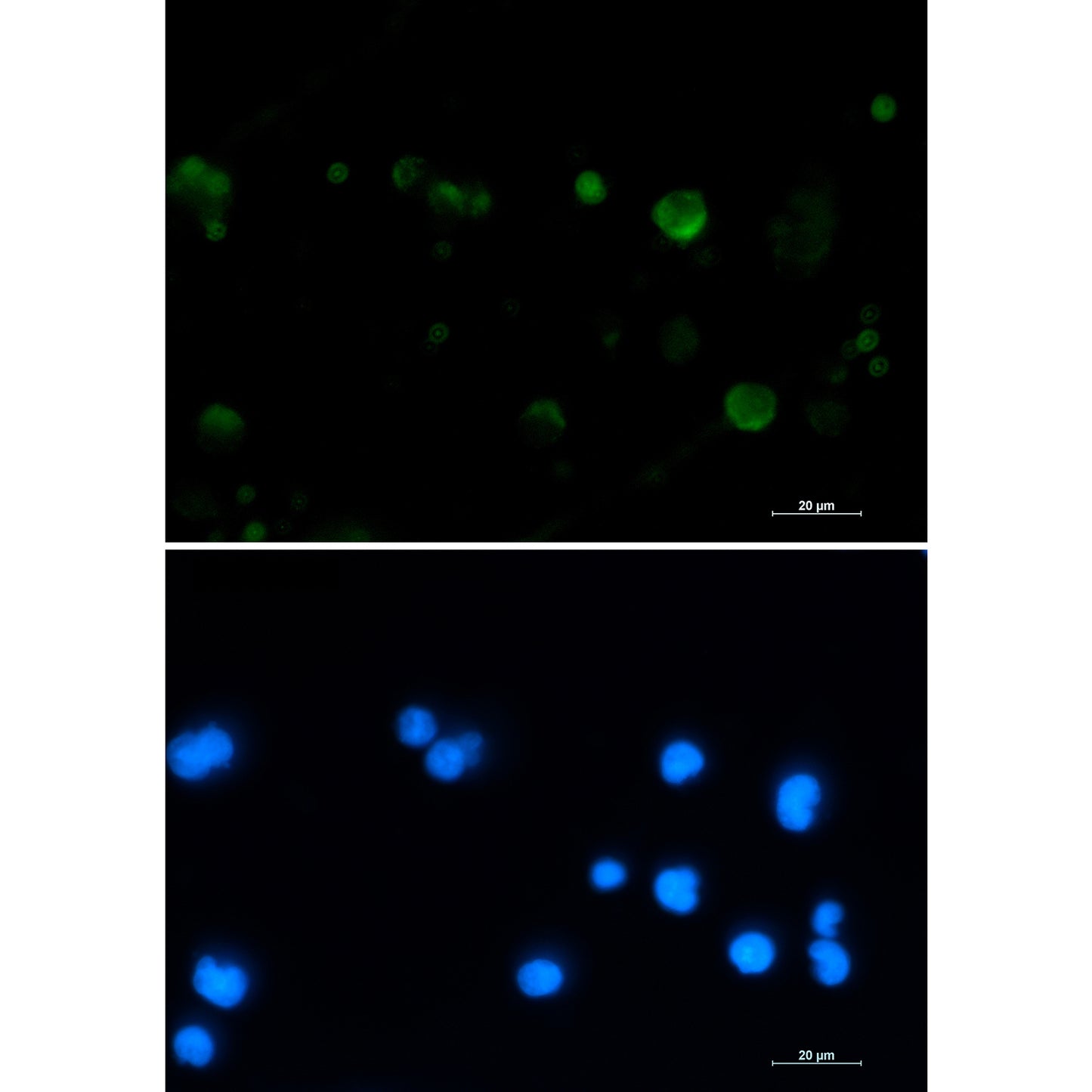 Aconitase 2 Rabbit Monoclonal Antibody