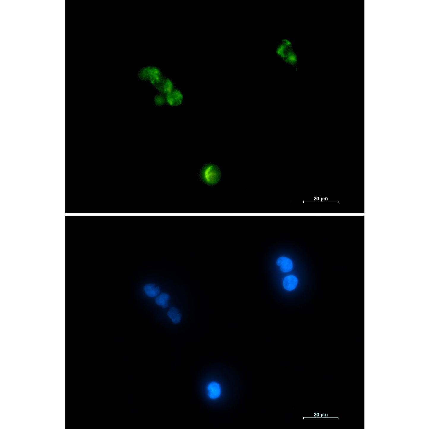 Aconitase 2 Rabbit Monoclonal Antibody