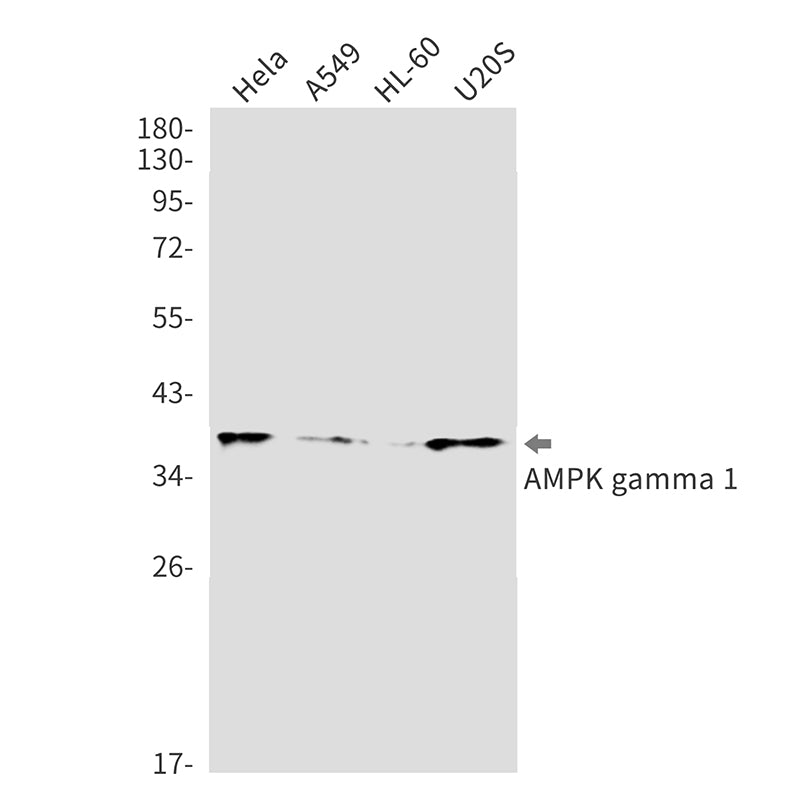 AMPK gamma 1 Rabbit Monoclonal Antibody
