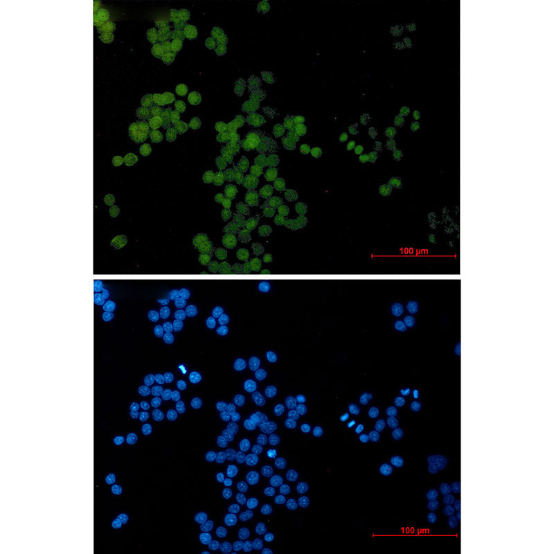 Transcription Factor AP 2 gamma Rabbit Monoclonal Antibody