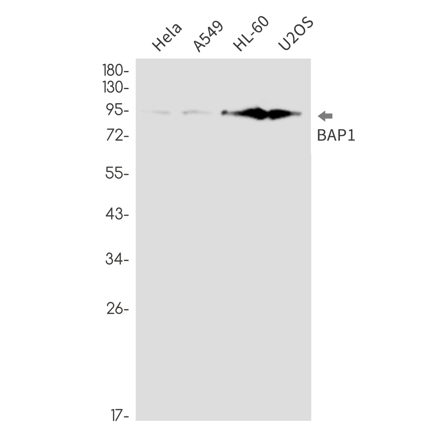 BAP1 Rabbit Monoclonal Antibody