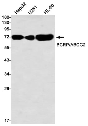 ABCG2 Rabbit Monoclonal Antibody
