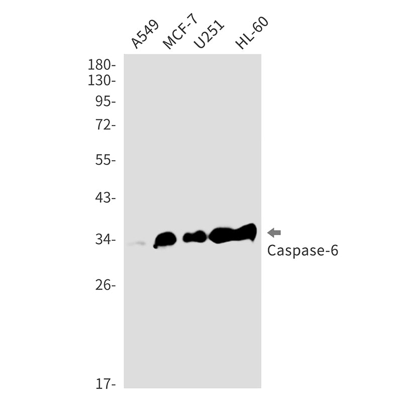 Caspase 6 Rabbit Monoclonal Antibody