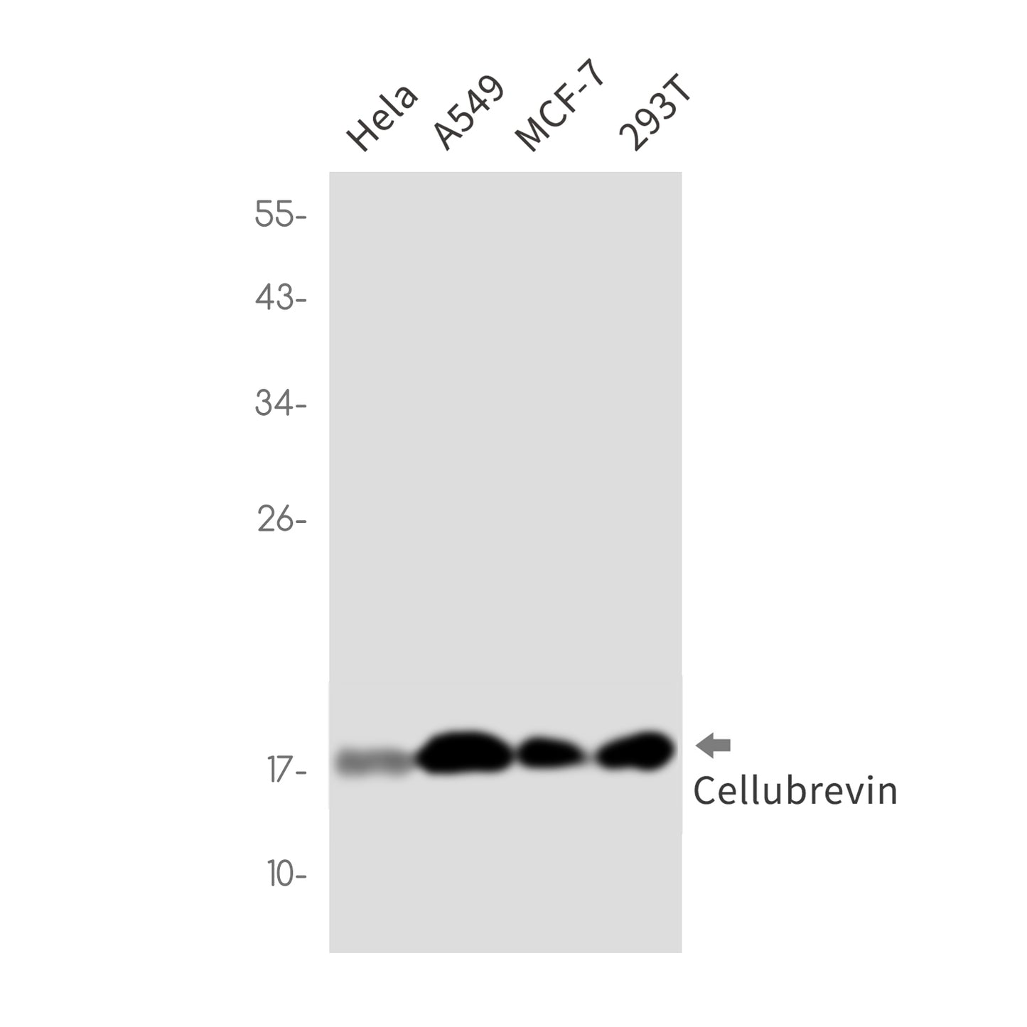 Cellubrevin Rabbit Monoclonal Antibody