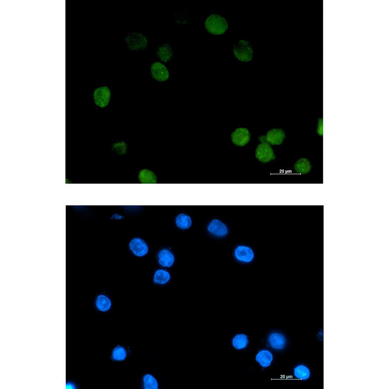 Daxx Rabbit Monoclonal Antibody