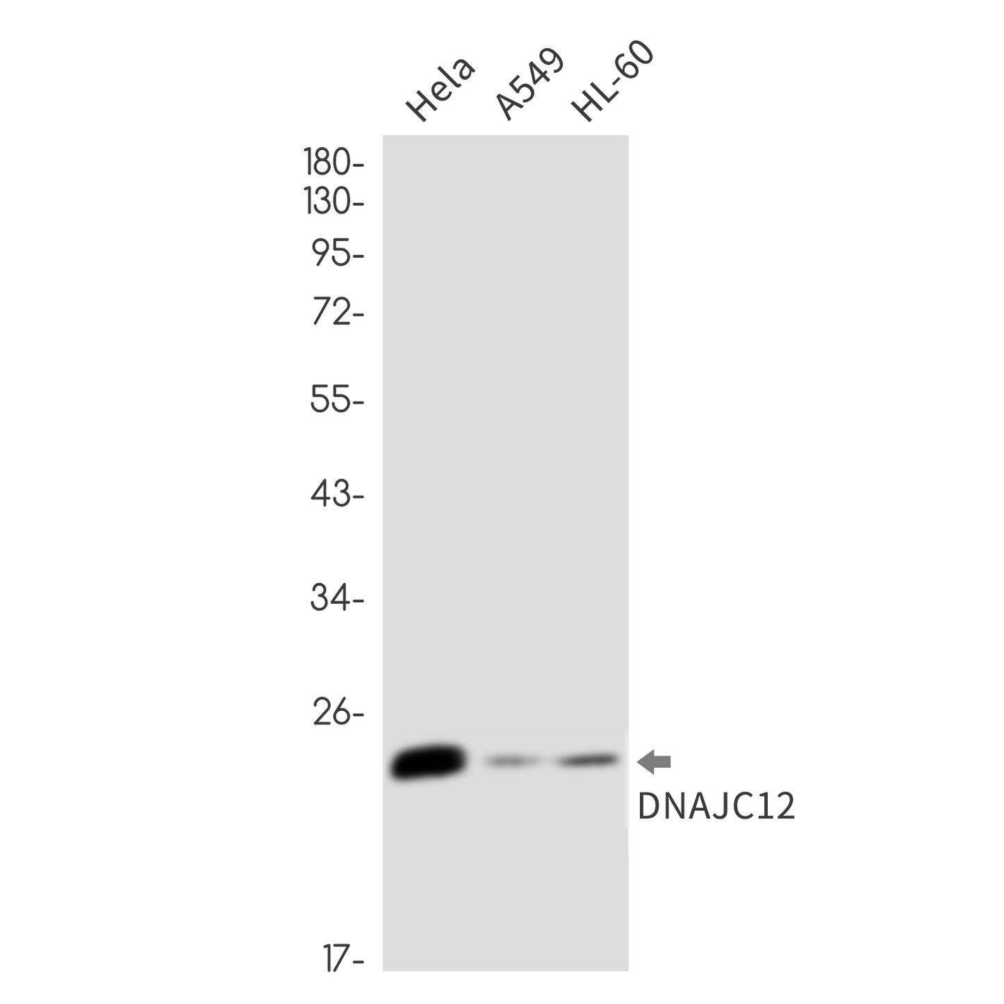 DNAJC12 Rabbit Monoclonal Antibody