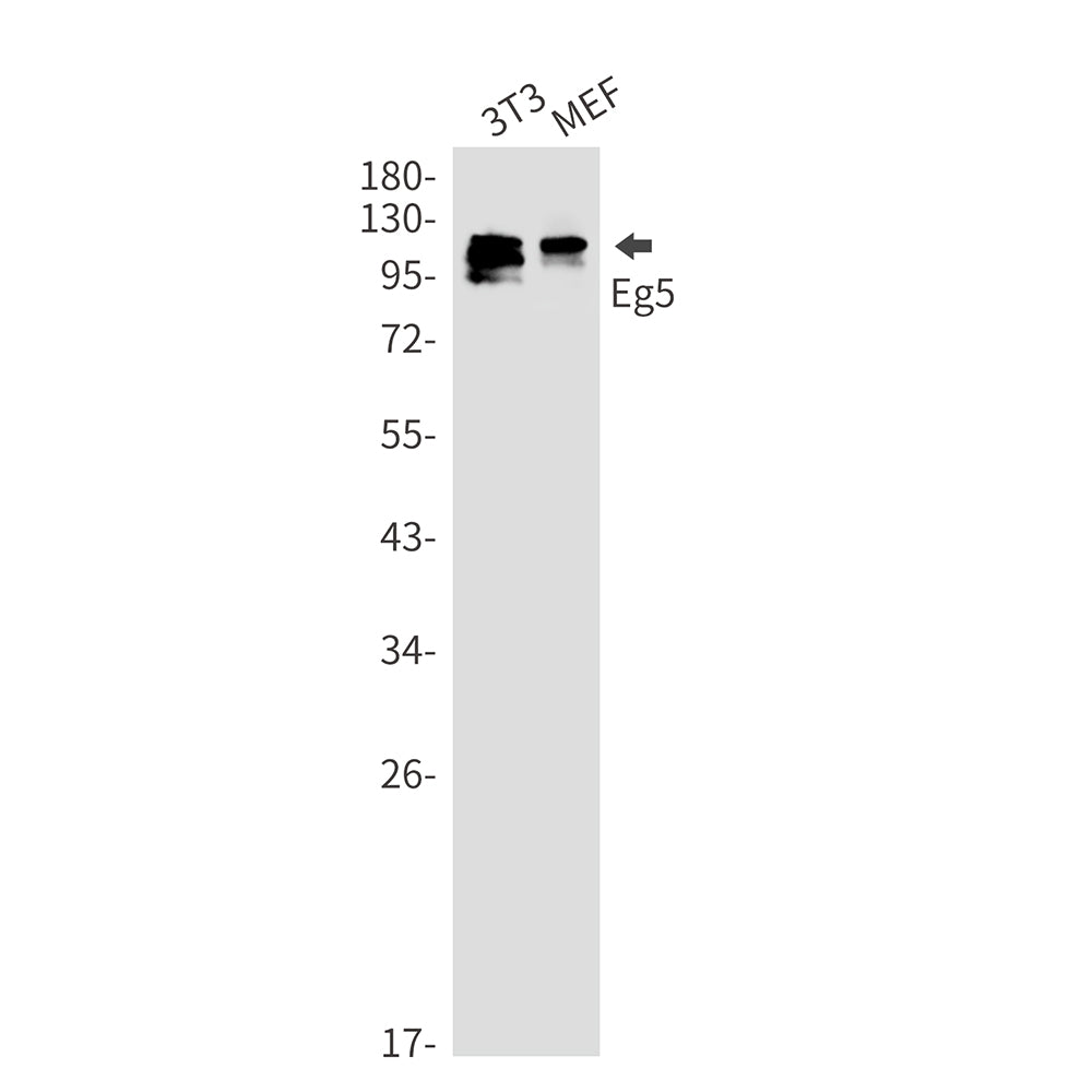 Eg5 Rabbit Monoclonal Antibody