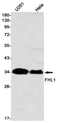 FHL1 Rabbit Monoclonal Antibody