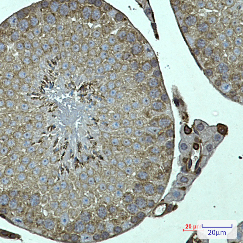 FKBP6 Rabbit Monoclonal Antibody