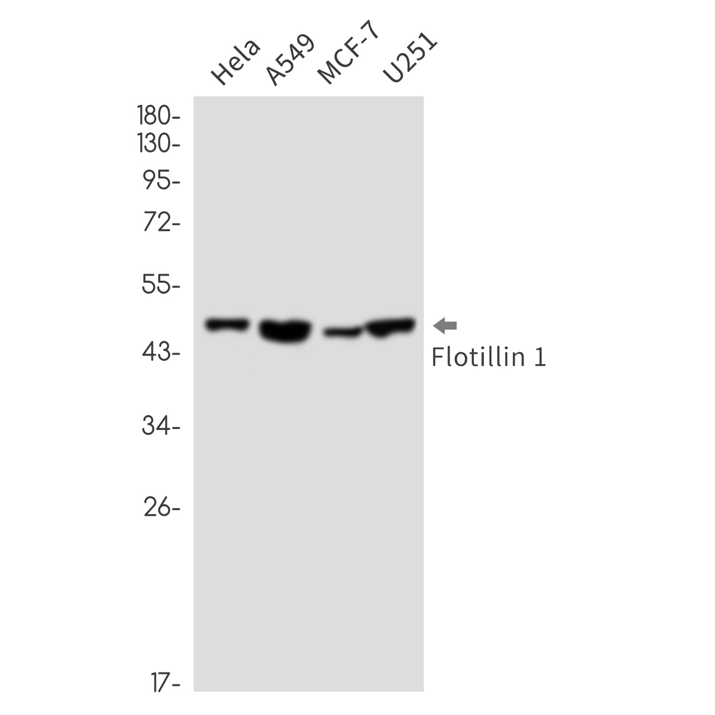 Flotillin 1 Rabbit Monoclonal Antibody