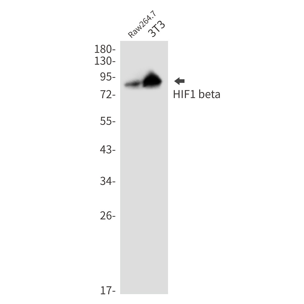 HIF1 beta Rabbit Monoclonal Antibody