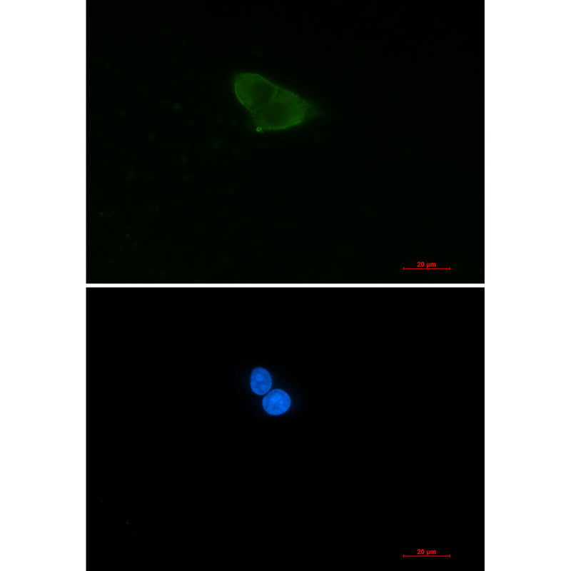 HINT1 Rabbit Monoclonal Antibody