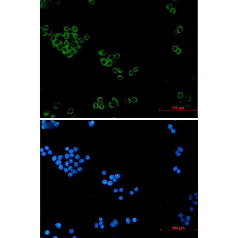 IMPDH2 Rabbit Monoclonal Antibody