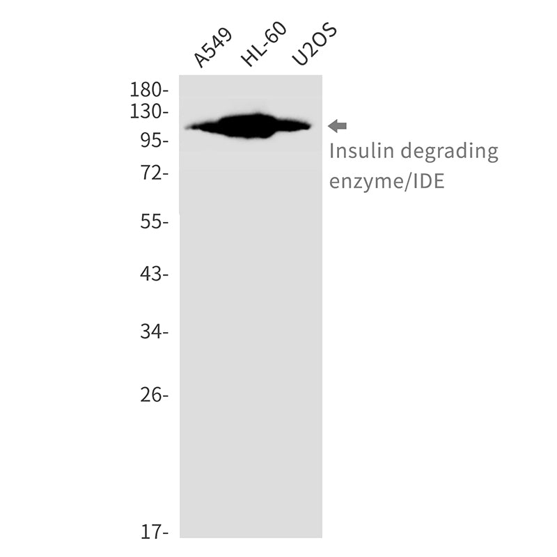 Insulin Degrading Enzyme Rabbit Monoclonal Antibody