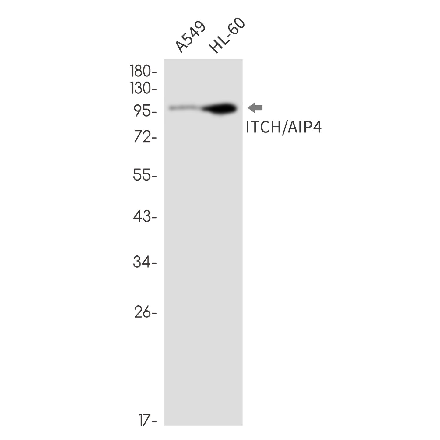 ITCH Rabbit Monoclonal Antibody
