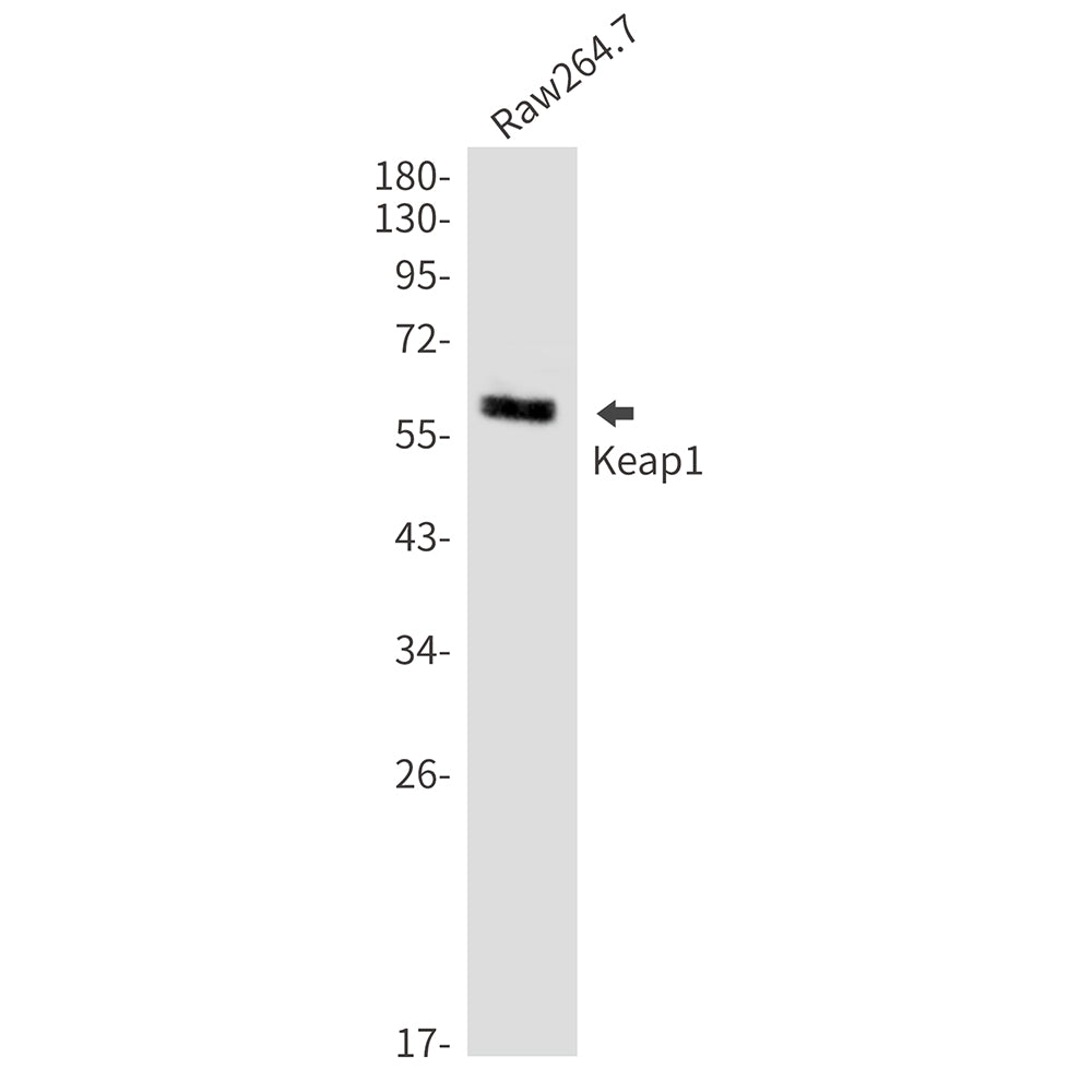 Keap1 Rabbit Monoclonal Antibody